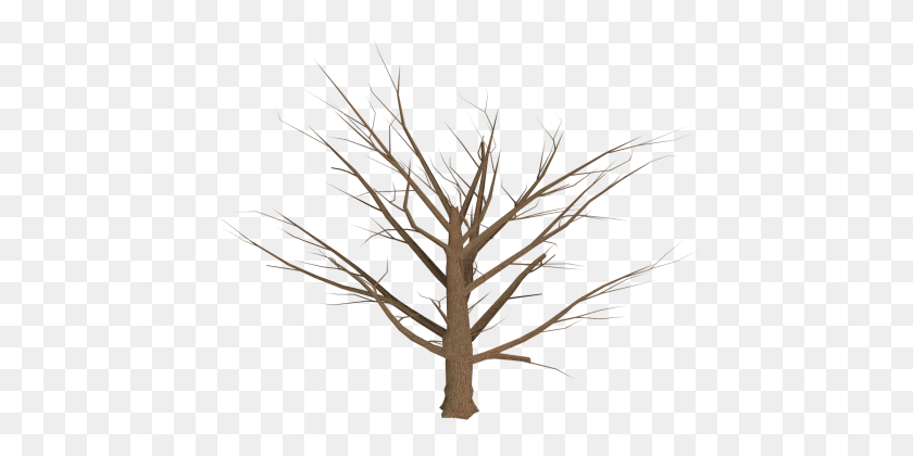 448x360 Branch Tree - Dead Tree PNG