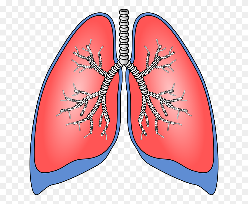 640x630 Breathing Is Life, And Life Is Breathing - Nervous System Clipart