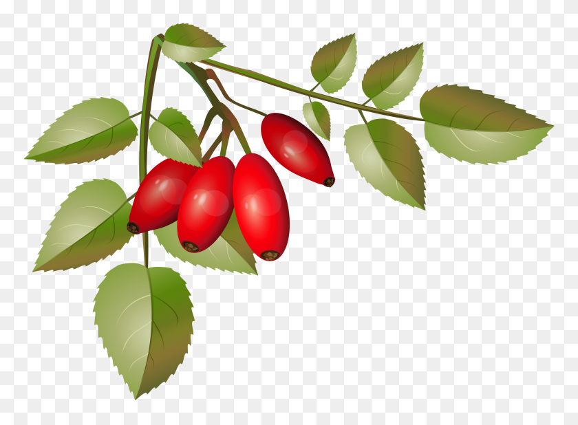 8000x5725 Brier Bush With Ripe Fruits Branch Png Clip Gallery - Fruit Tree Clipart