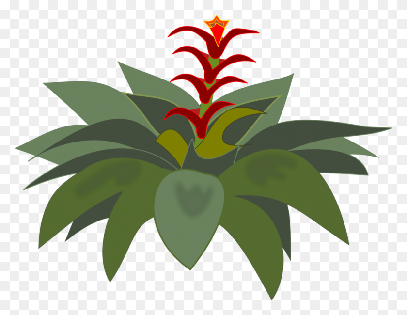 991x750 Bromelia Computer Icons Flowering Plant Plants - Agave Clipart