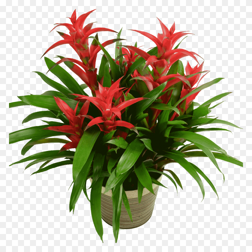 1024x1024 Bromeliad Plant - Tropical Plants PNG