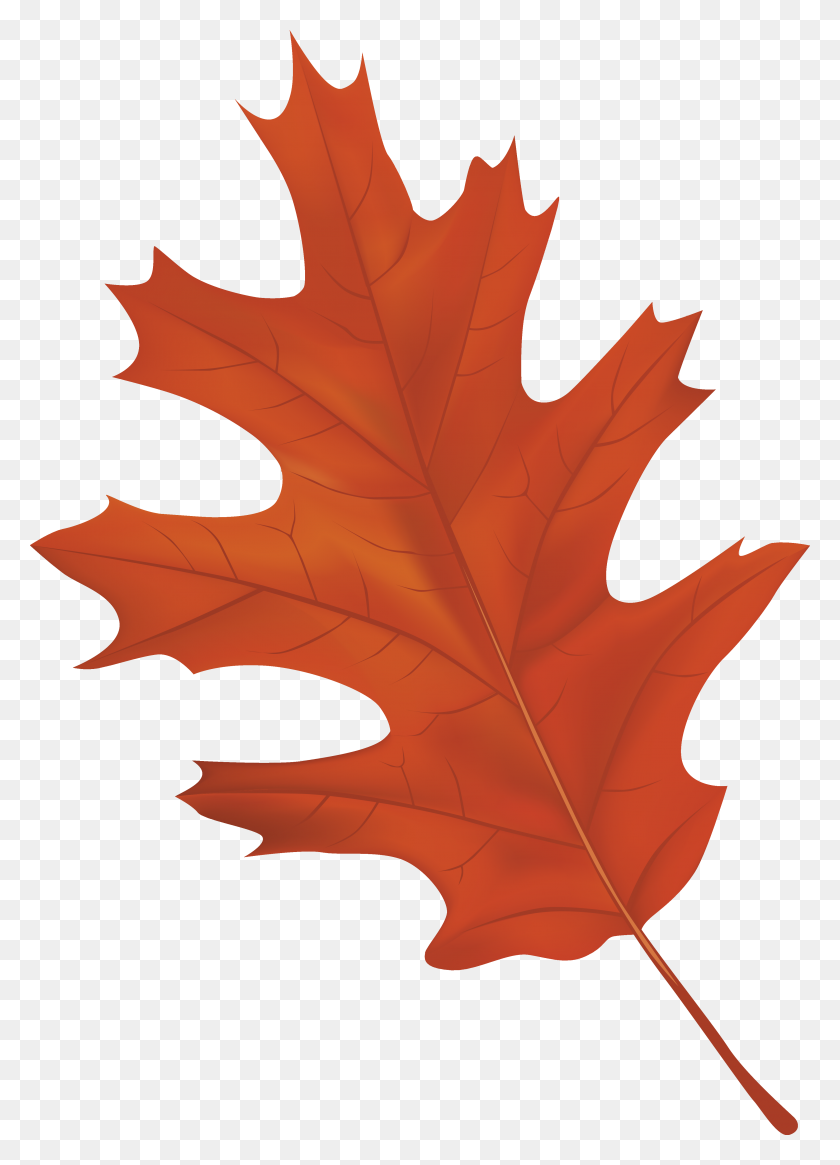 3735x5295 Brown Autumn Leaf Png Clipart - PNG Leaf