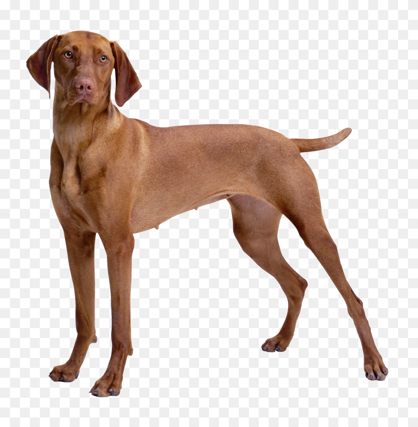 2653x2721 Brown Dog Png Clipart - Pet PNG