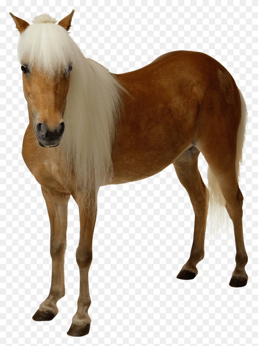 2070x2834 Brown Horse With Long Hair Png Image - Long Hair PNG