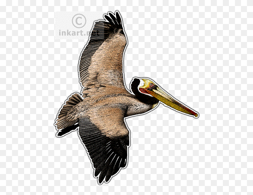 490x590 Brown Pelican Png Transparent Brown Pelican Images - Pelican PNG