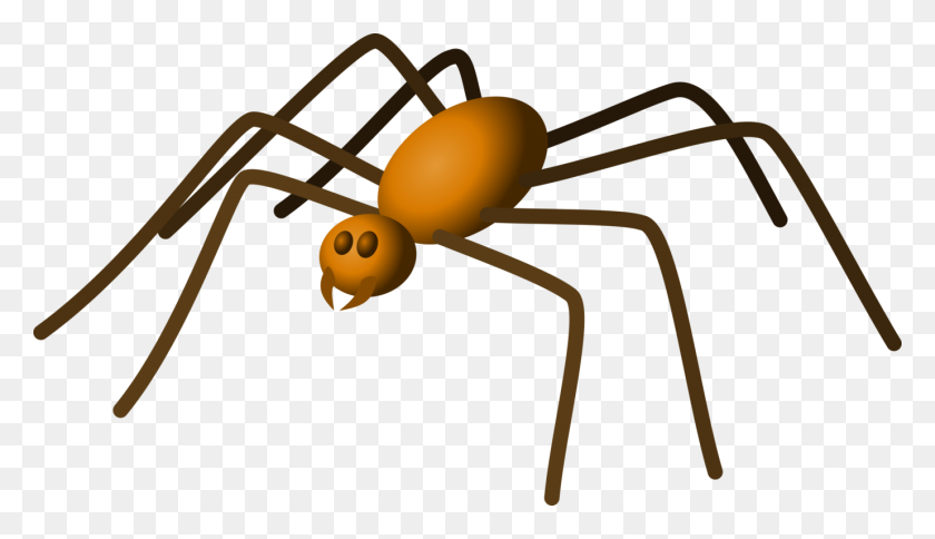 1379x750 Brown Recluse Spider Eight Legs House Spider Spider Web Free - Eight Clipart