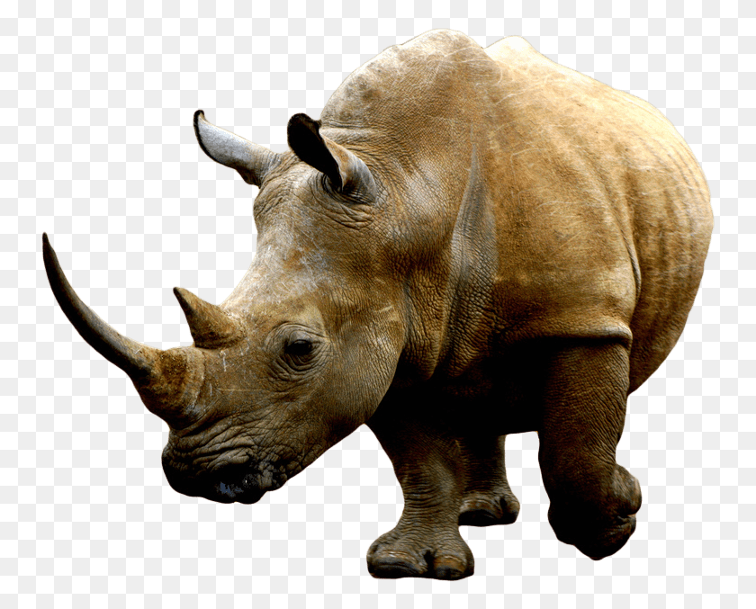 750x617 Brown Rhino Transparent Png - Rhino PNG