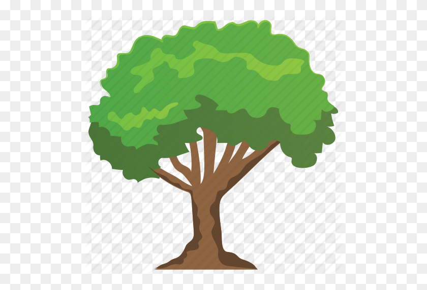 512x512 Buckthorn Tree, Columnar, Fast Growing, Forest, Tall Hedge Icon - Hedge PNG