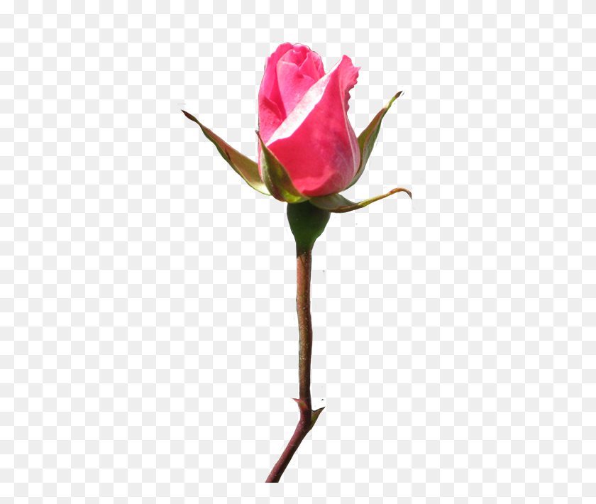 404x650 Bud Clipart Closed Rose - Closed Book Clipart
