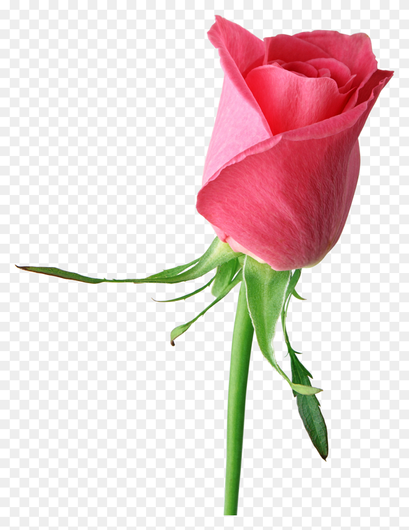 2024x2665 Bud Clipart Pink Rose - Imágenes Prediseñadas De Tallo De Flor