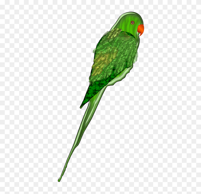 479x750 Budgerigar Bird Amazon Parrot True Parrot Parakeet - Parakeet Clipart