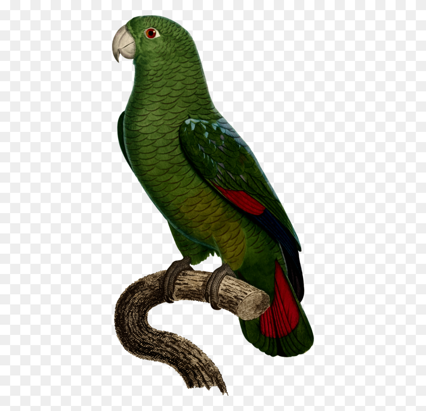 398x750 Budgerigar Drawing True Parrot Cockatoo - Cockatoo Clipart