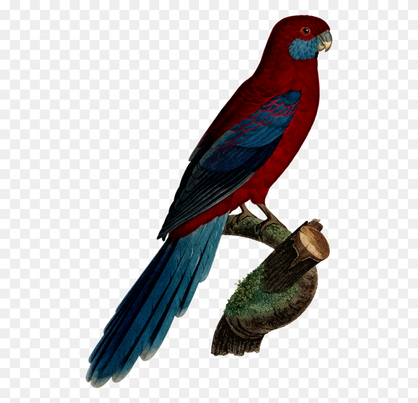 496x750 Budgerigar Parrot Crimson Rosella Parakeet Macaw - Parakeet Clipart