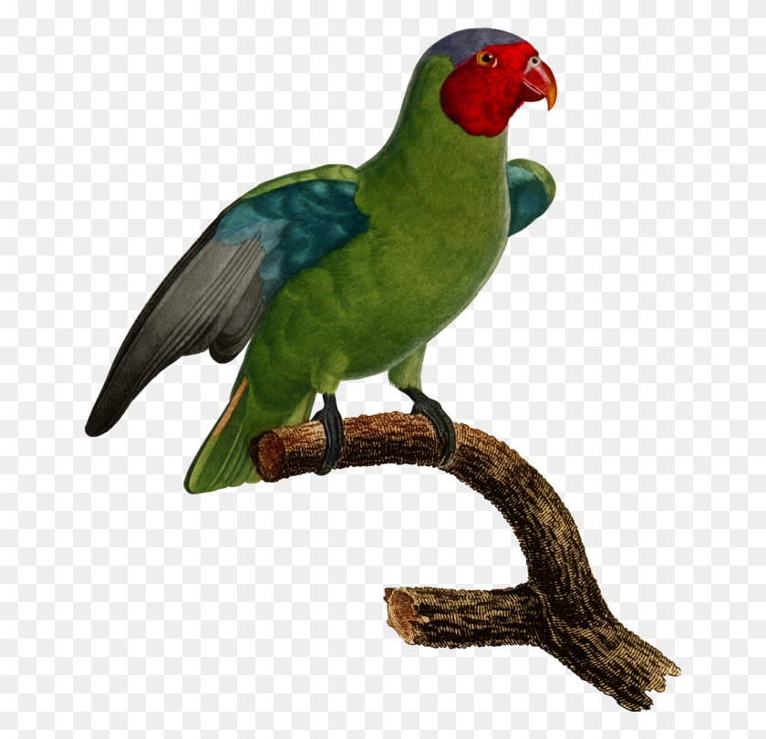 654x750 Budgerigar Parrot Lovebird Parakeet - Parakeet Clipart