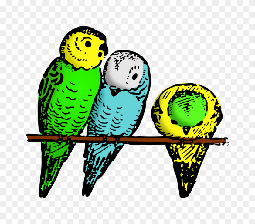 864x750 Budgerigar Parrot Parakeet Bird Drawing - Parakeet Clipart