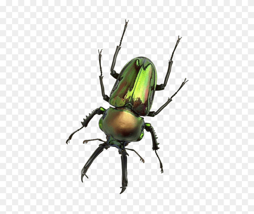 480x649 Insecto Png - Insecto Png