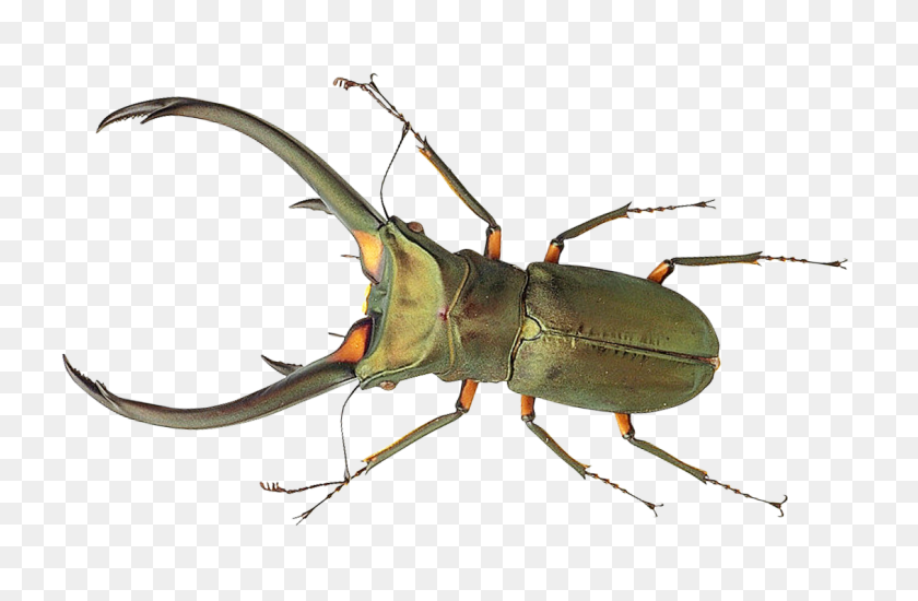 1130x710 Bug Png Image - Bugs PNG