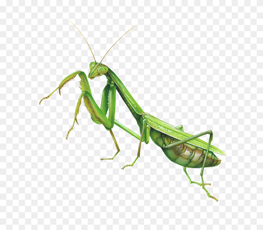 771x677 Insectos - Mantis Religiosa Png