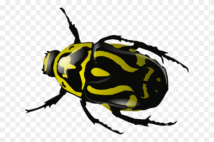 640x498 Bugs Png Images Free Pictures, Bug Png - Roach Clipart