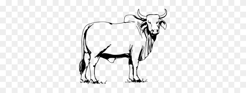 300x258 Bull Clip Art - Cow Clipart Black And White