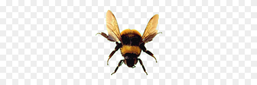 220x220 Bumble Bee Transparent Background Image - Bumble Bee PNG