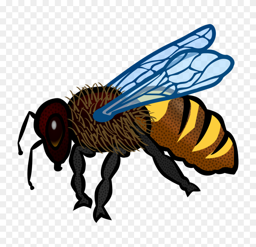 750x750 Bumblebee Insect Color Honey Bee - Bumblebee PNG