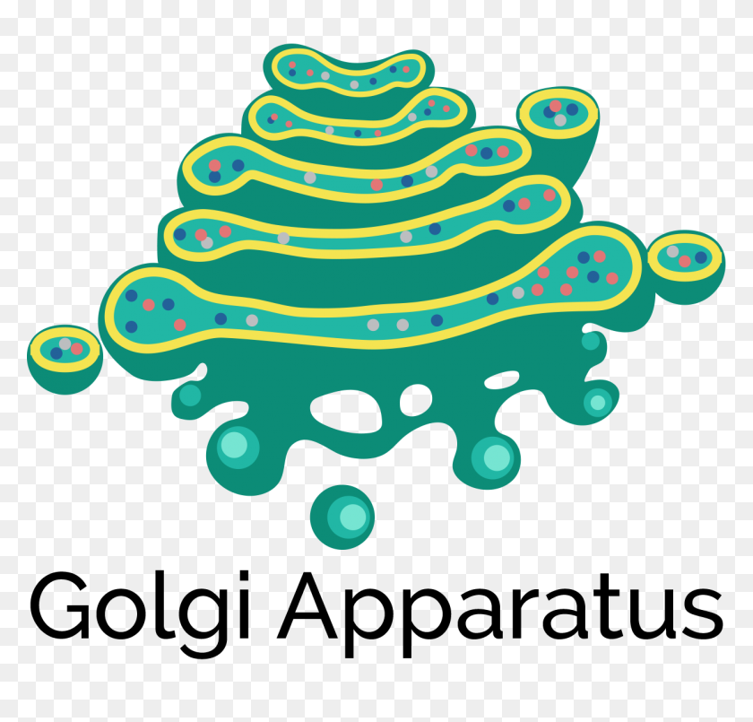 1256x1200 Buncee - Golgi Apparatus Clipart