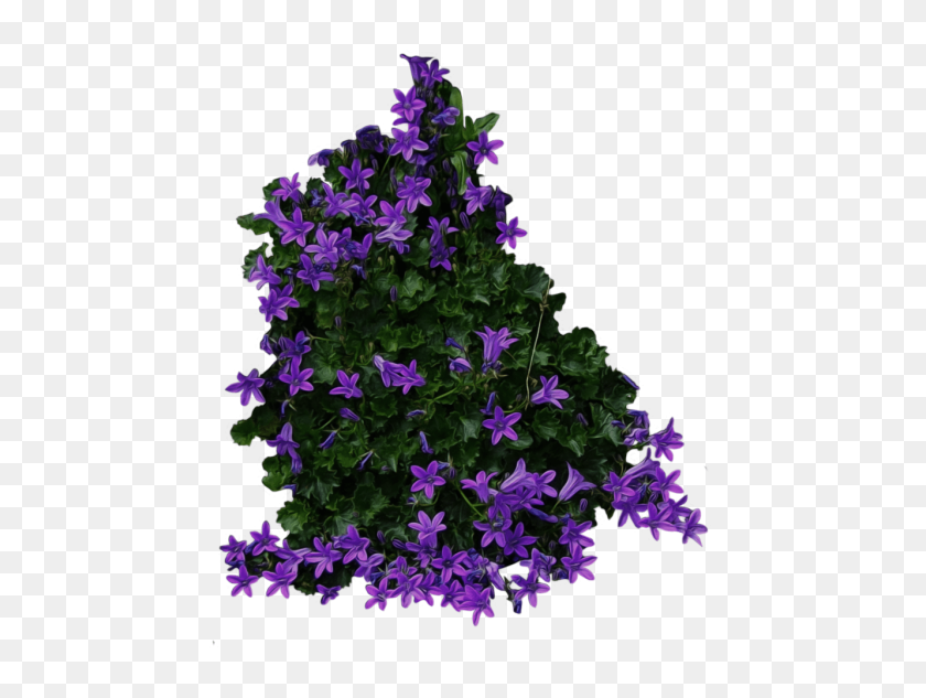 480x573 Arbusto Con Flores Moradas Png - Lila Png