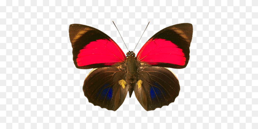 496x360 Butterfli Hd Insect Moth Photo - Moth PNG
