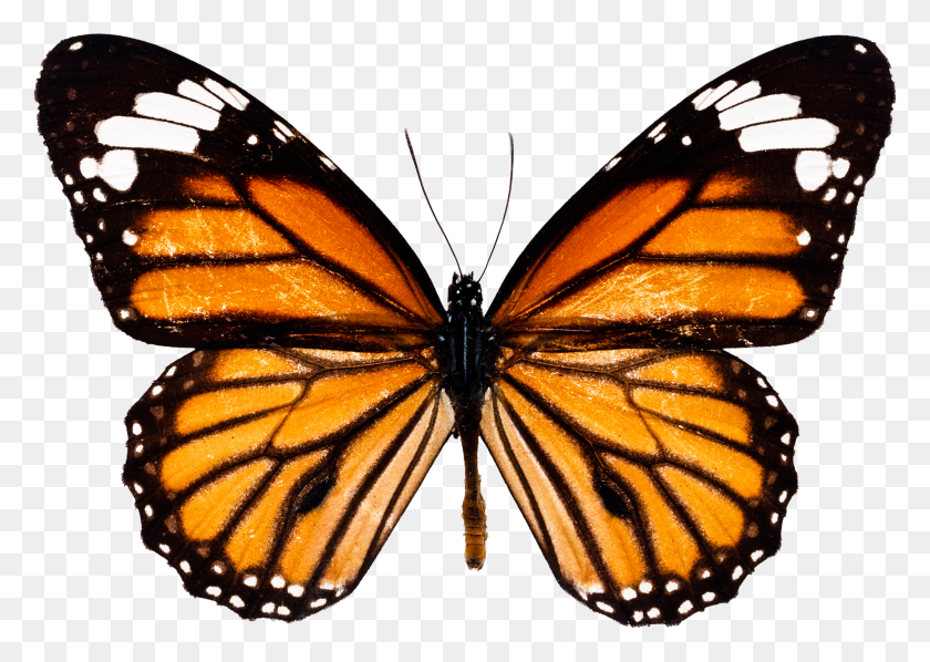 2703x1867 Бабочки Бабочка - Бабочка Монарх Png