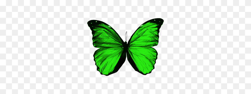 256x256 Butterflies Gallery Isolated Stock Photos - Real Butterfly PNG
