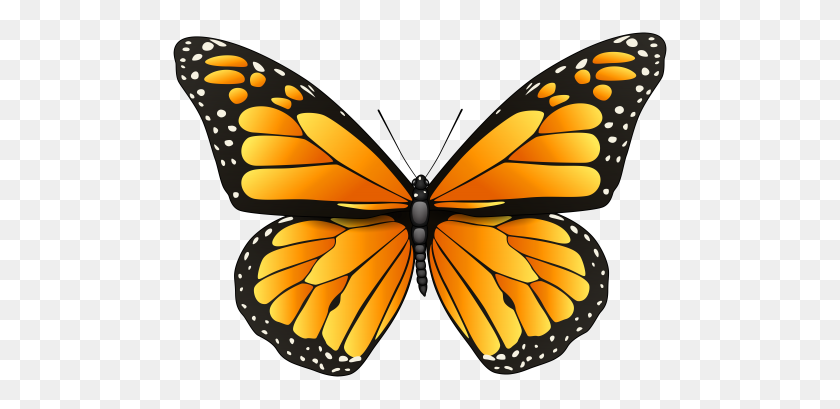 500x349 Butterflies Moths Catapilers Chrysalis - Orange Butterfly Clipart