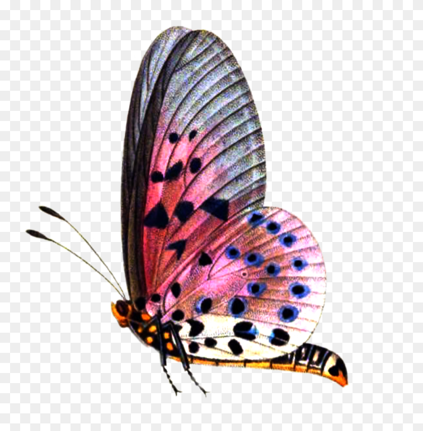 1024x1044 Butterflies Transparent Png Pictures - Real Butterfly PNG