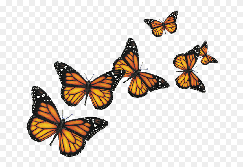 680x516 Butterflies Transparent Png Pictures - Yellow Butterfly PNG