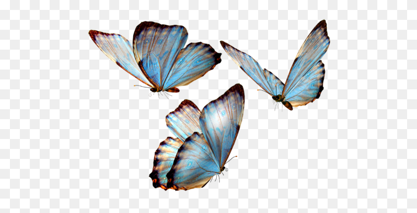 500x369 Butterflies Transparent Png Pictures - Blue Butterfly PNG