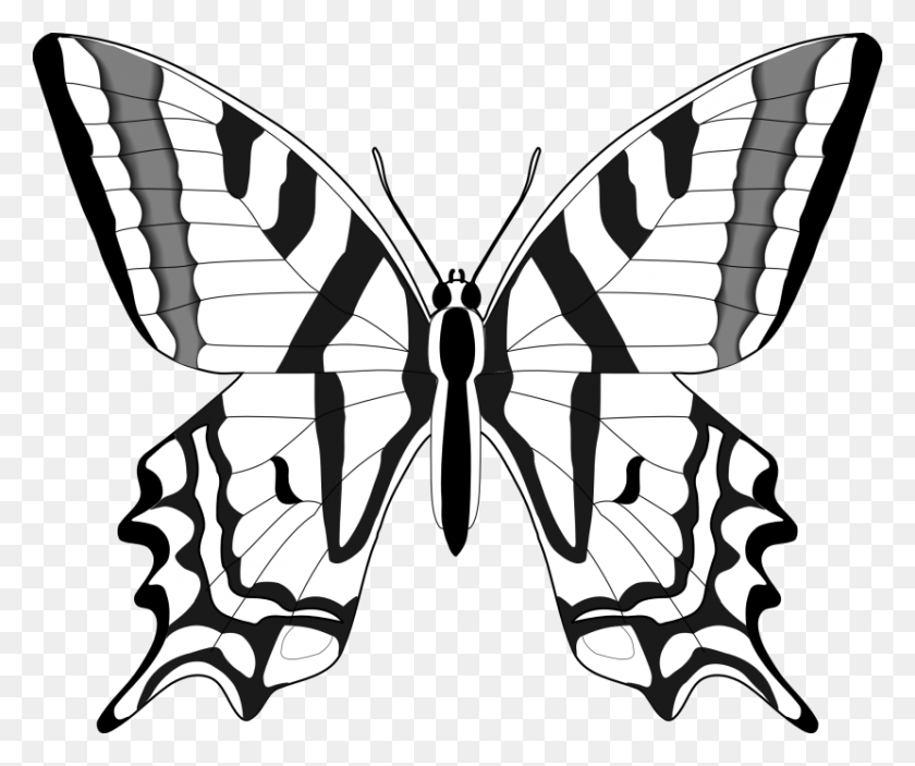 830x685 Бабочка Черно-Белые Животные Бабочка Черный Белый Контур - Зебра Клипарт Черный И Белый