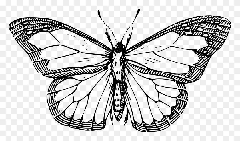 1979x1107 Бабочка Черно-Белые Линии Искусства Рисования Масштабируемой Векторной Графики - Бабочка Клипарт Черно-Белый Контур