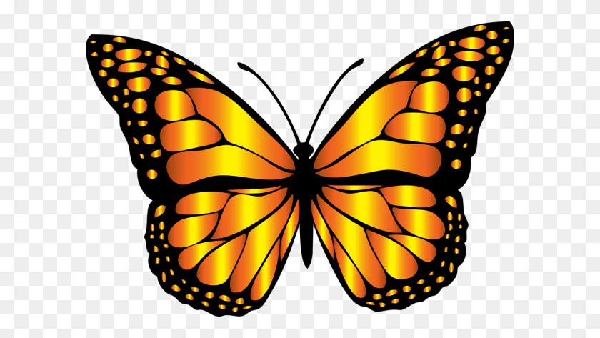 600x413 Бабочки Картинки - Бабочки Клипарт Черный И Белый