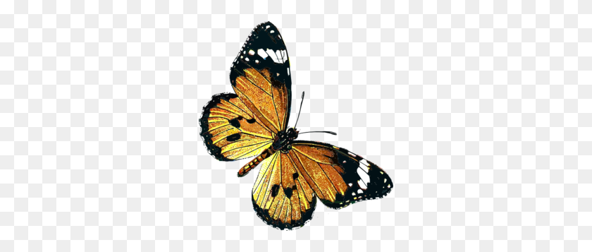 276x297 Butterfly Clip Art - Insect Clipart
