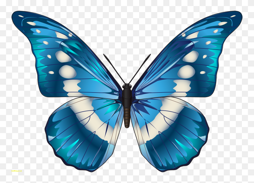 1600x1118 Бабочка Картинки Голубая Бабочка - Бабочка Клипарт