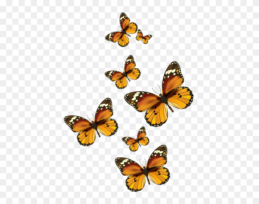 443x600 Бабочка Картинки Нарисованные Бабочка Бабочка - Жизненный Цикл Бабочки Клипарт