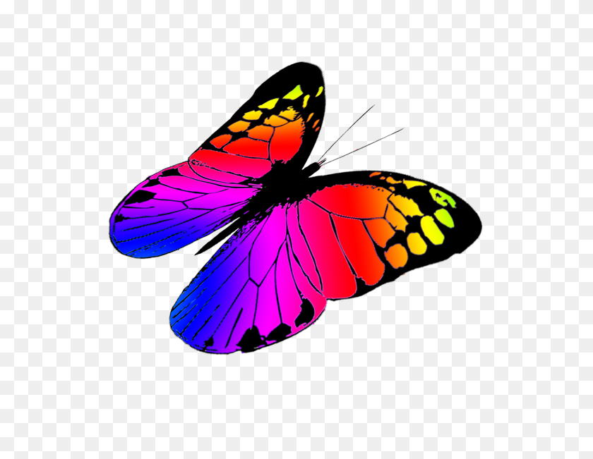 591x591 Butterfly Clipart - Real Butterfly PNG