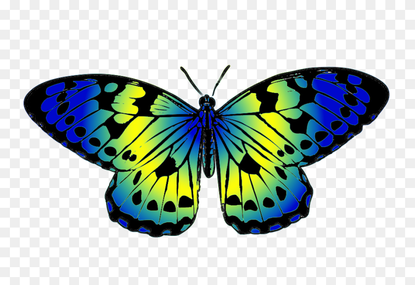 893x591 Mariposa Clipart - Mariposa Amarilla Png