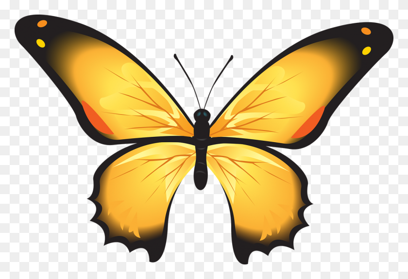 1280x846 Бабочка, Красочный, Желтый, Насекомое, Украшение - Контур Бабочки Png
