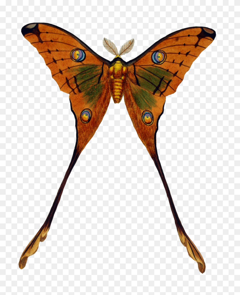 1029x1280 Butterfly Golden Clipart Transparent Png - Moth PNG