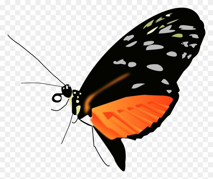 2400x1990 Butterfly Hd Png Transparent Butterfly Hd Images - Real Butterfly PNG