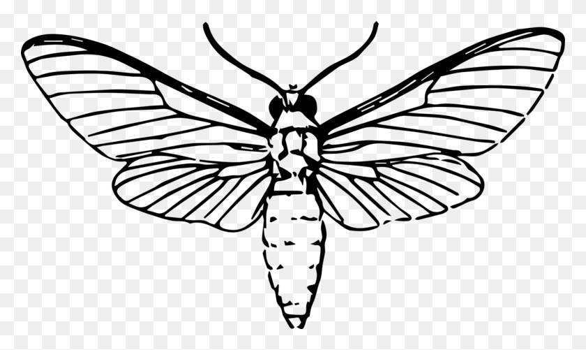 1325x750 Butterfly Insect Drawing African Death's Head Hawkmoth Free - Hawk Head Clipart