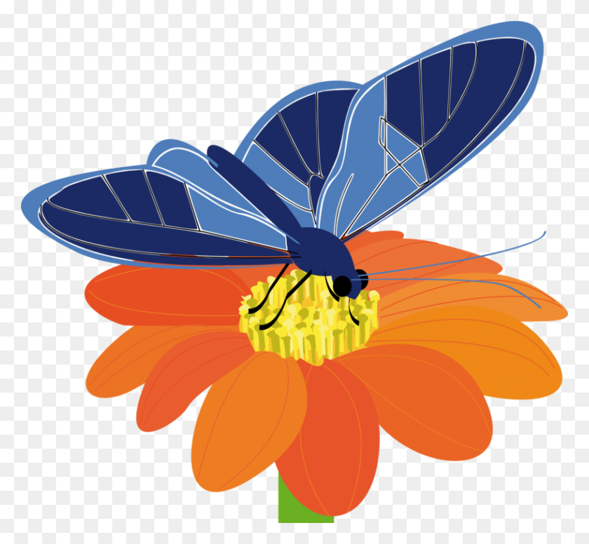 817x750 Бабочка Насекомое Цветок Восточный Тигр Махаон Обыкновенный - Клипарт Цветы И Бабочки