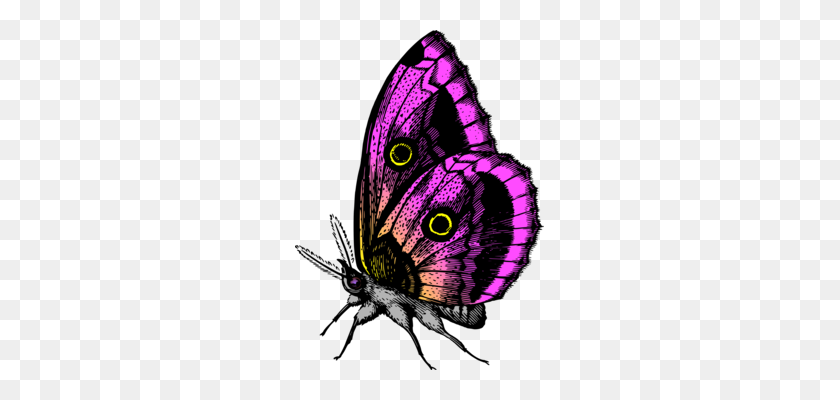 249x340 Бабочка Линии Искусства Компьютерные Иконки - Фиолетовая Бабочка Клипарт