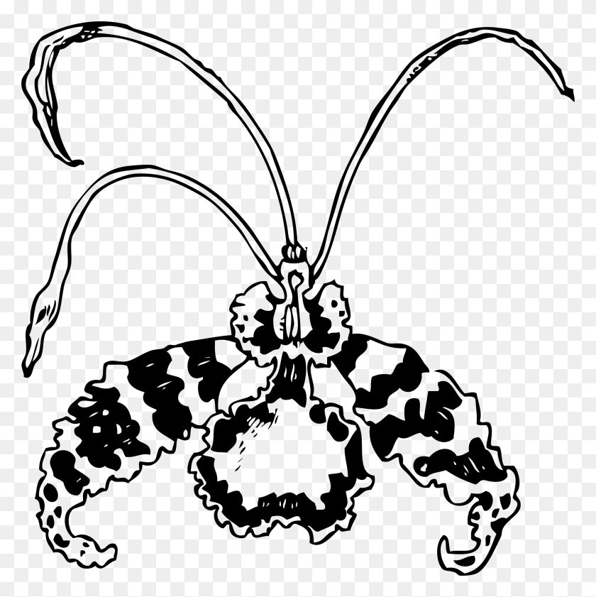 2394x2400 Бабочка Иконы Орхидеи Png - Орхидеи Png